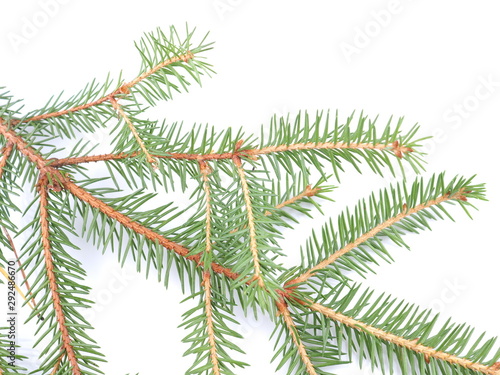 green spruce branches on a white background