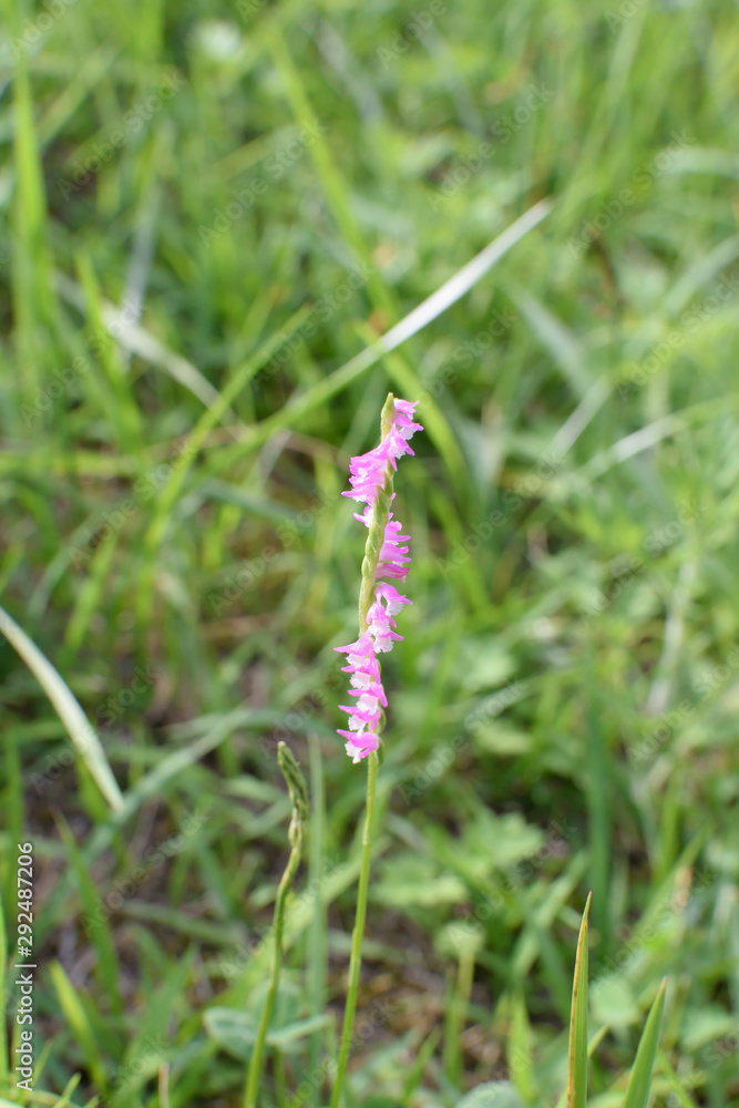Spiranthes sinensis - It is called Spiranthes sinensis - It is called