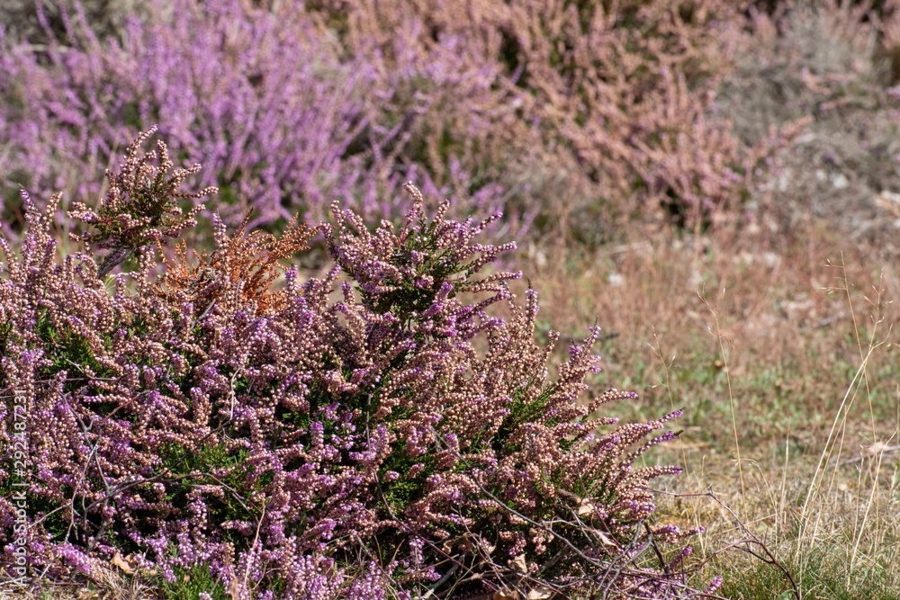 New heather growth on a bedfordshire park