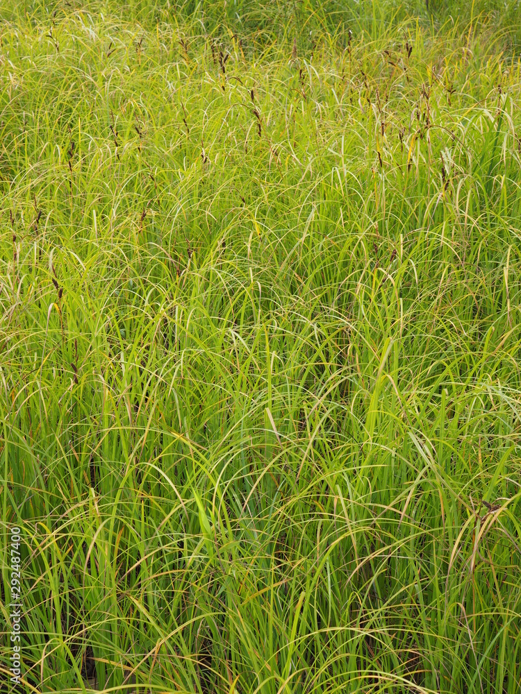 Obraz premium grass in the summer. forest