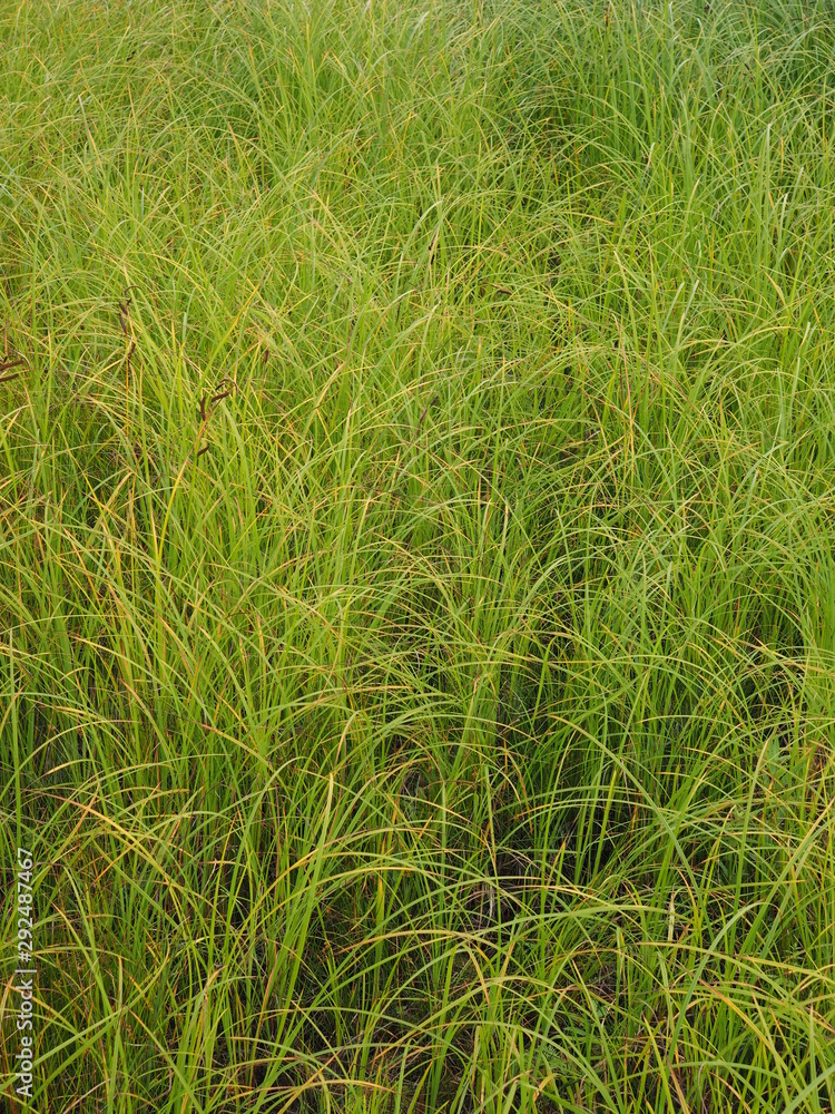 grass in the summer. forest grass in the summer. forest