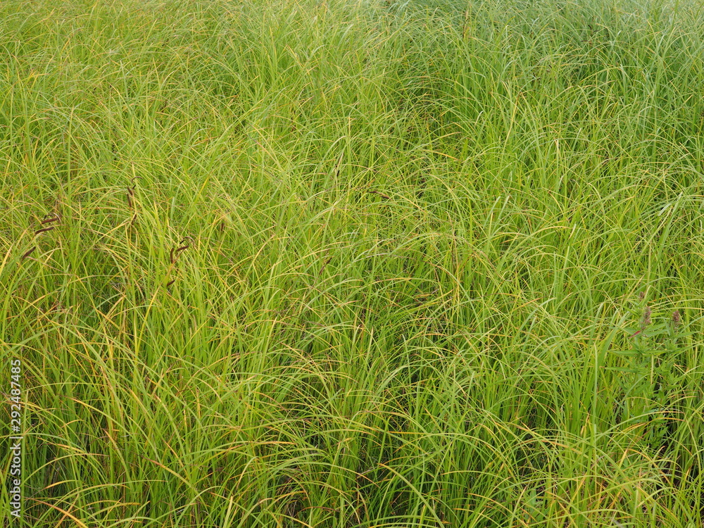 grass in the summer. forest grass in the summer. forest