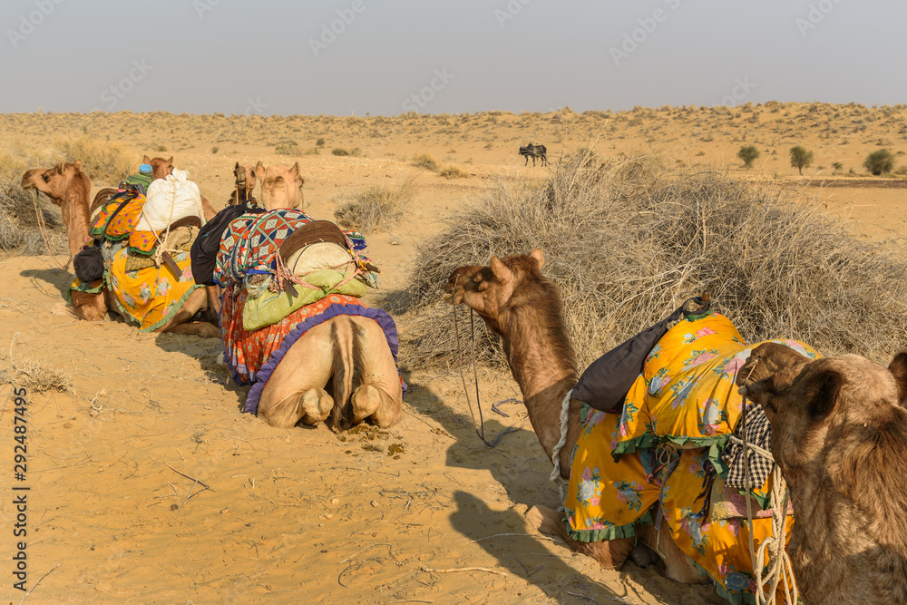 Fototapeta premium Wielbłądy na safari na pustyni Thar. Jaisalmer. Indie