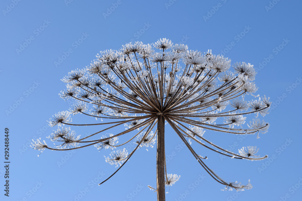 Dry umbel of hogweed (Heracleum) covered by hoarfrost on background of blue sky - obrazy, fototapety, plakaty 