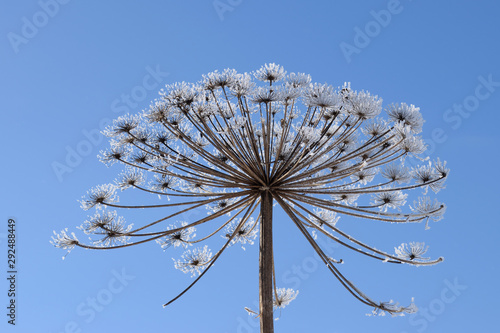 Dry umbel of hogweed (Heracleum) covered by hoarfrost on background of blue sky photo