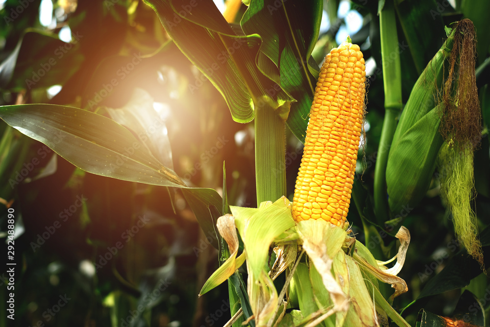 The corn or Maize is bright green in the corn field. Waiting for harvest - obrazy, fototapety, plakaty 