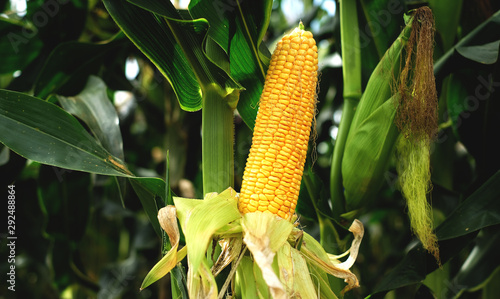 Fototapeta Naklejka Na Ścianę i Meble -  The corn or Maize is bright green in the corn field. Waiting for harvest