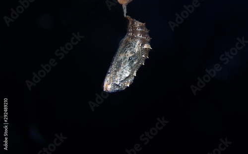 Common Buckeye butterfly chrysalis (pupa) (Junonia coenia)
