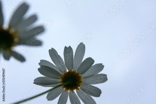 Chamomile daisy white flower blue