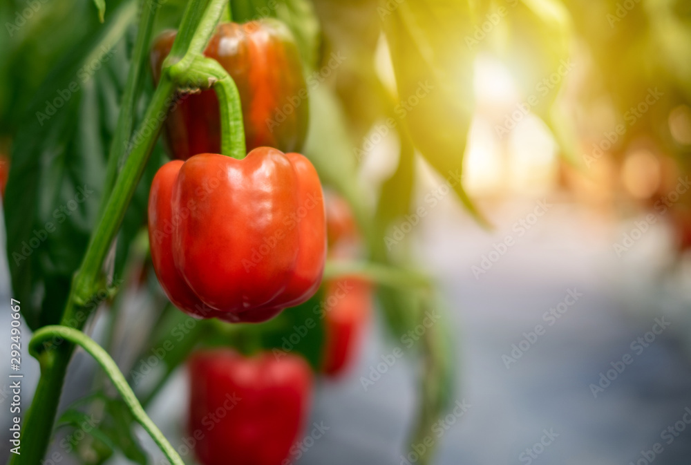 Red bell pepper Hanging on the tree In the organic garden Red bell pepper Hanging on the tree In the organic garden