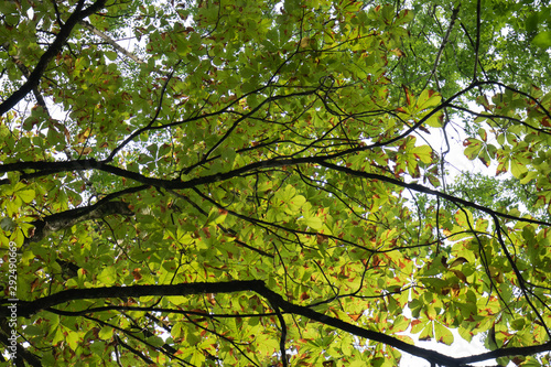 close up on green foliage treetop