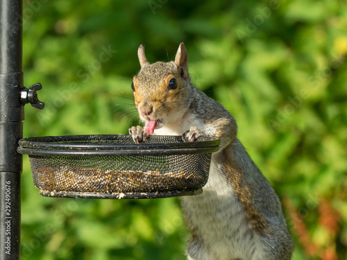 Cheeky Grey Squirrel