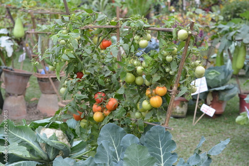 Tomato Plant
