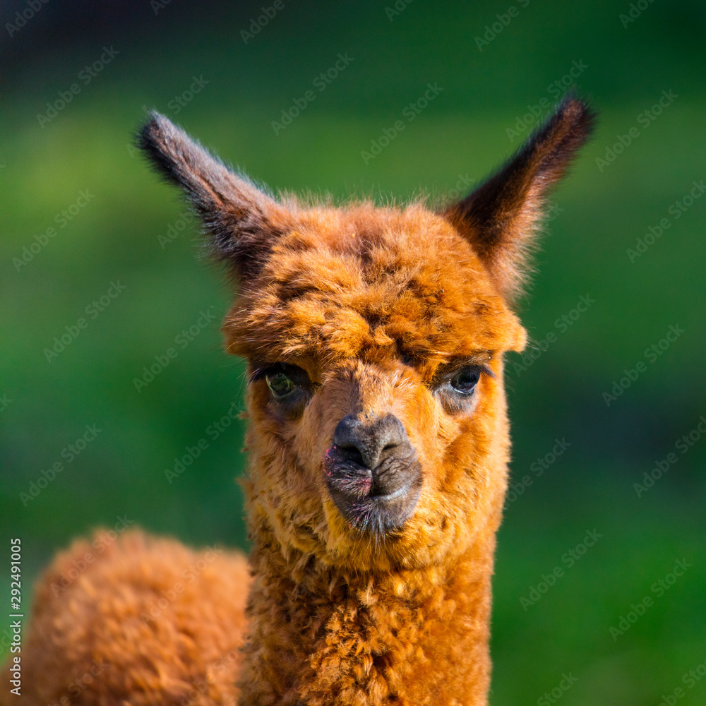 ALPACA (Vicugna pacos).  Domesticated species of South American camelid