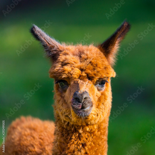 ALPACA (Vicugna pacos). Domesticated species of South American camelid