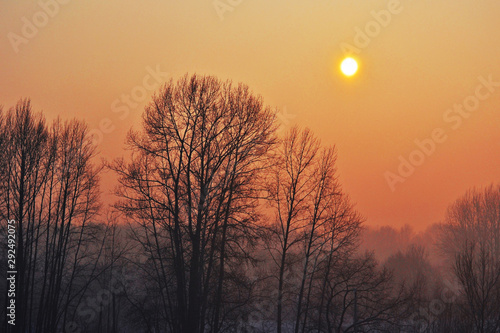 The sun through smog. Sunset sky and trees