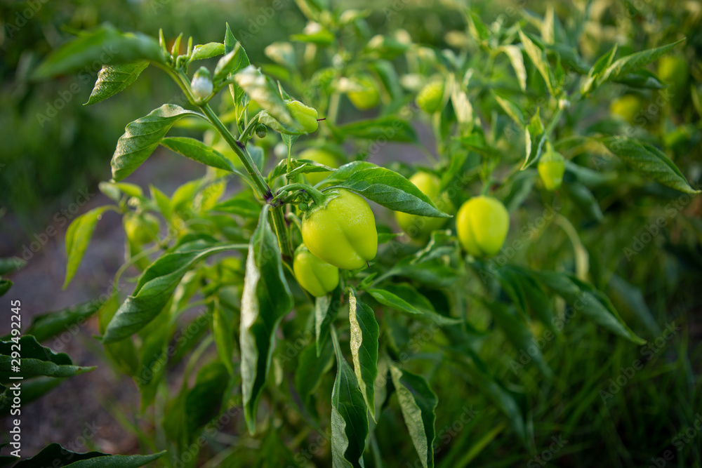 hot green pepper on plant. Home garden of plants that suffers from severe drought and hot sun