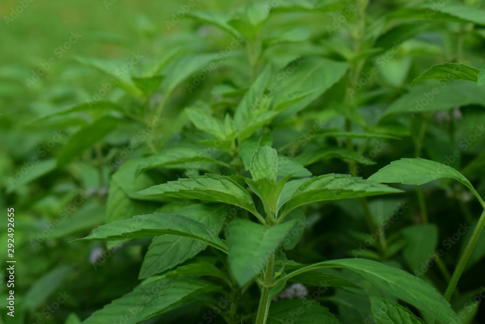 Coriander leaves Is a natural green leaf Can be flavored as symptoms And fragrant Coriander leaves Is a natural green leaf Can be flavored as symptoms And fragrant