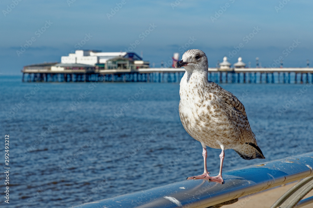 Obraz premium Seagull on Blackpool Pleasure Beach - United Kingdom