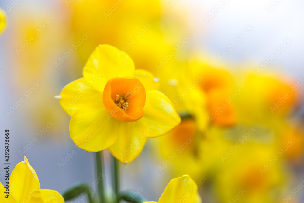 水仙の花 水仙の花