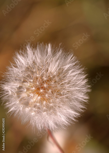 Nature background. White fluffy dandelion on a brown bokeh background. Close-up  vertical  cropped shot.