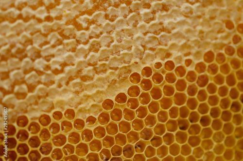Background. Honeycombs. Yellow honeycombs closeup. Horizontal. The concept of beekeeping and a healthy diet.