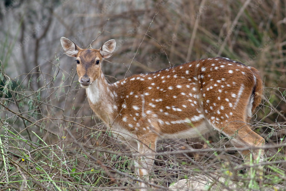 Fototapeta premium spotted deer in the forest