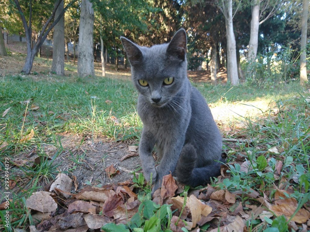russian blue cat in park at autumn early in the morning