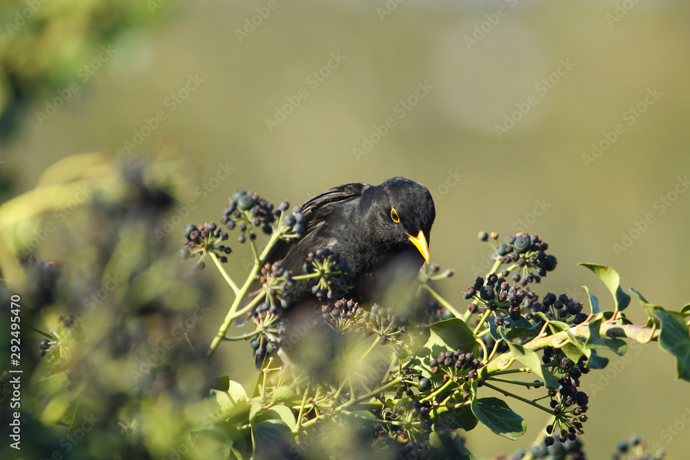 Eine Amsel sitzt im Efeu und sucht Beeren im Frühling bei Sonnenschein Turdus merula