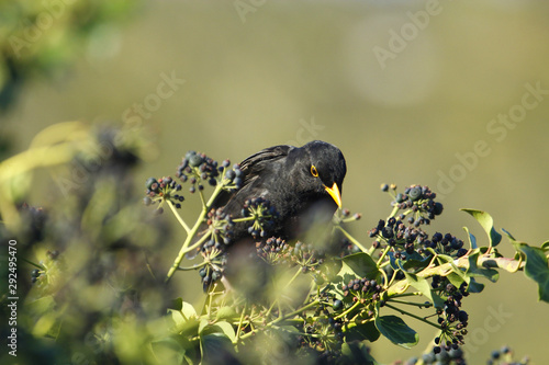 Obraz na płótnie Eine Amsel sitzt im Efeu und sucht Beeren im Frühling bei Sonnenschein Turdus merula w salonie