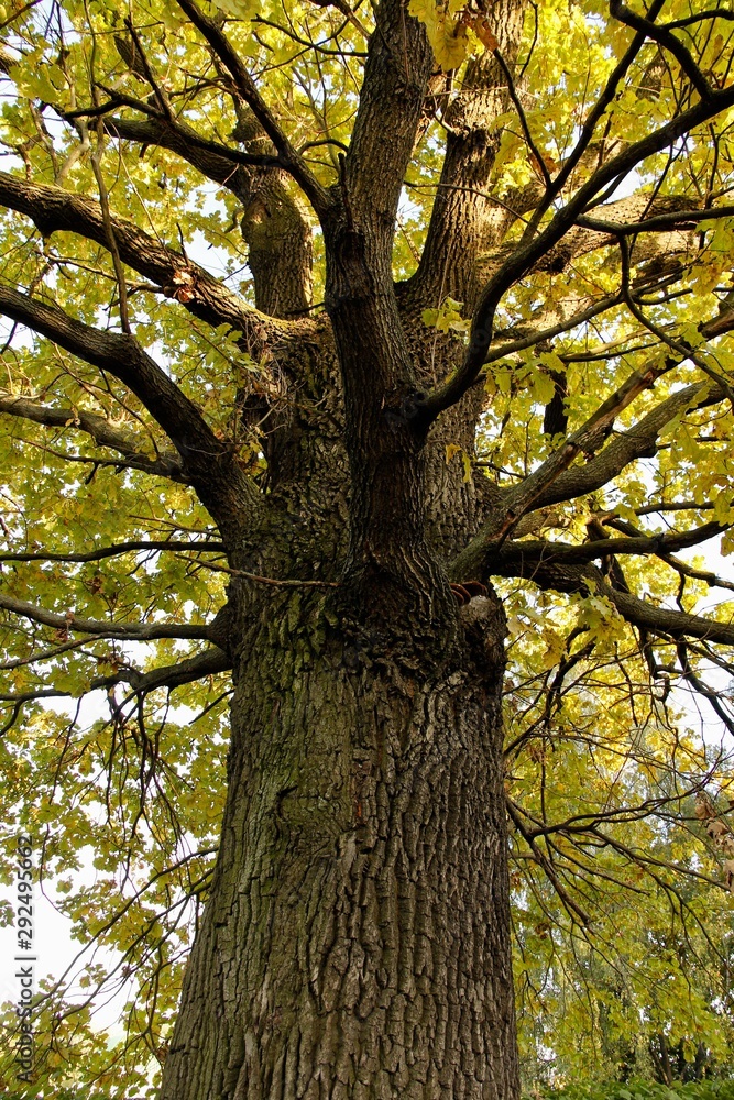 Old oak tree with yellow leaves, in park