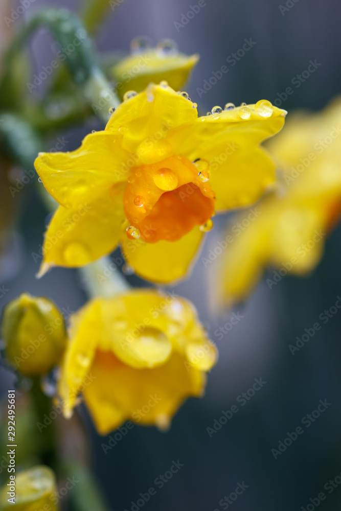 Fototapeta premium 水仙の花