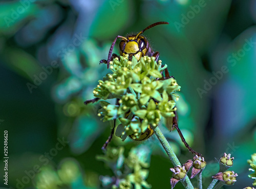 bee on flower