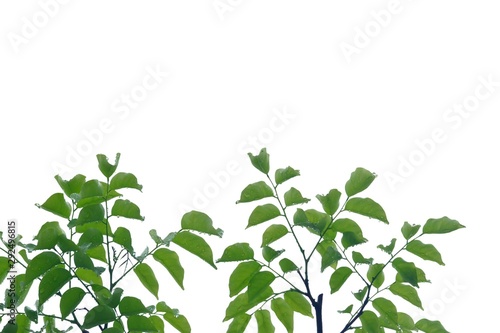 Tropical tree leaves on white isolated background for green foliage backdrop 