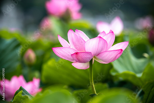 蓮の花　夏イメージ