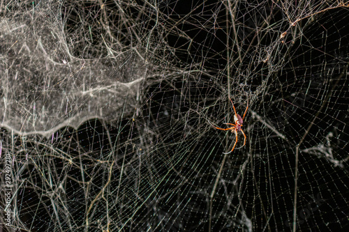 orange spider web light big white