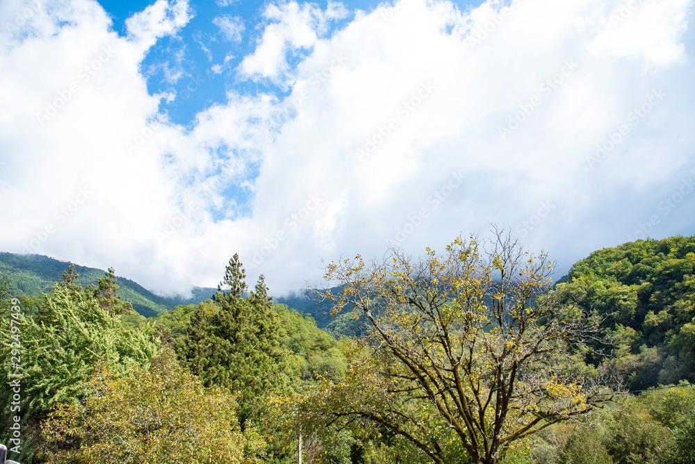 Mountains and forests of Abkhazia. Mountains and forests of Abkhazia.