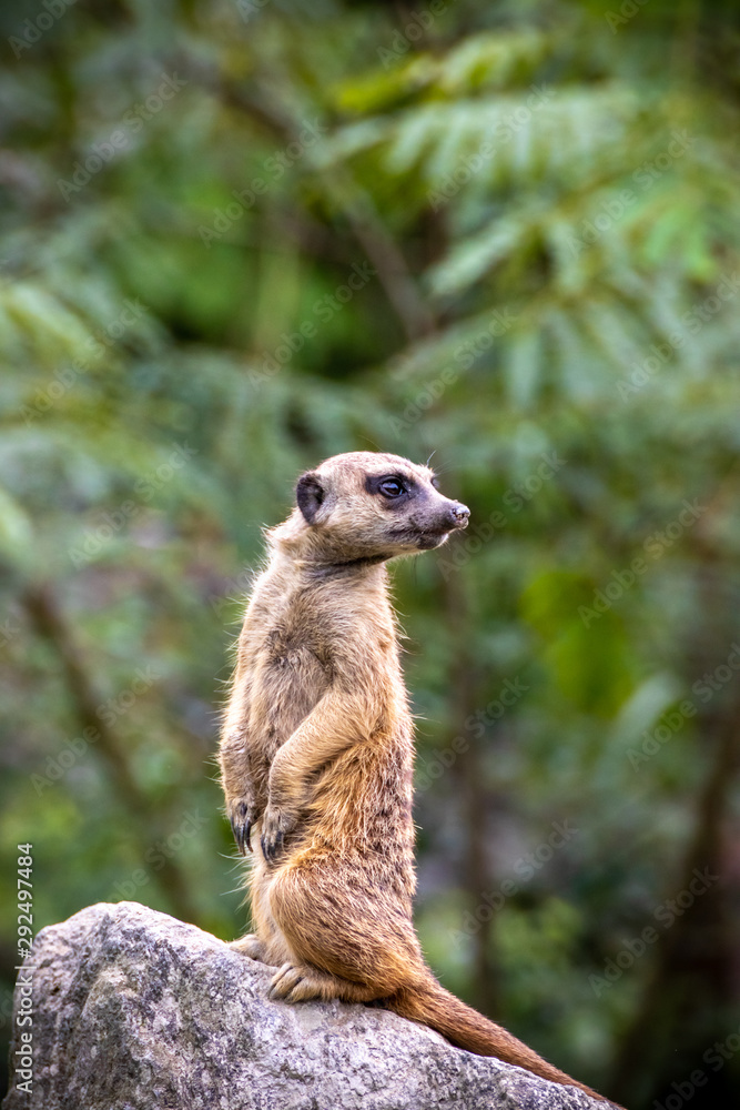Fototapeta premium ミーアキャットのポートレート