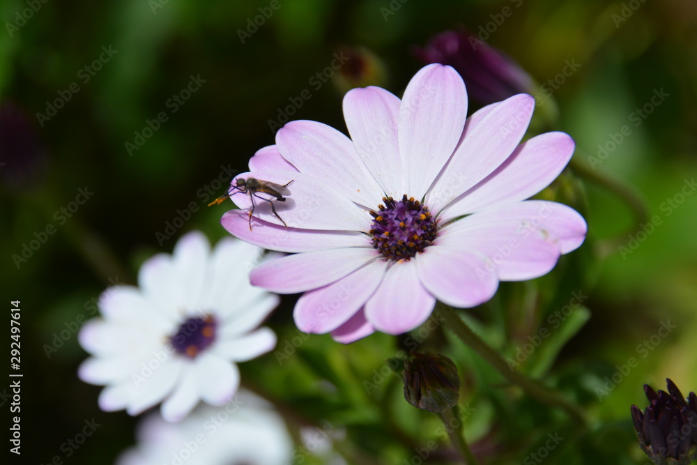 Fototapeta premium Flor con insecto