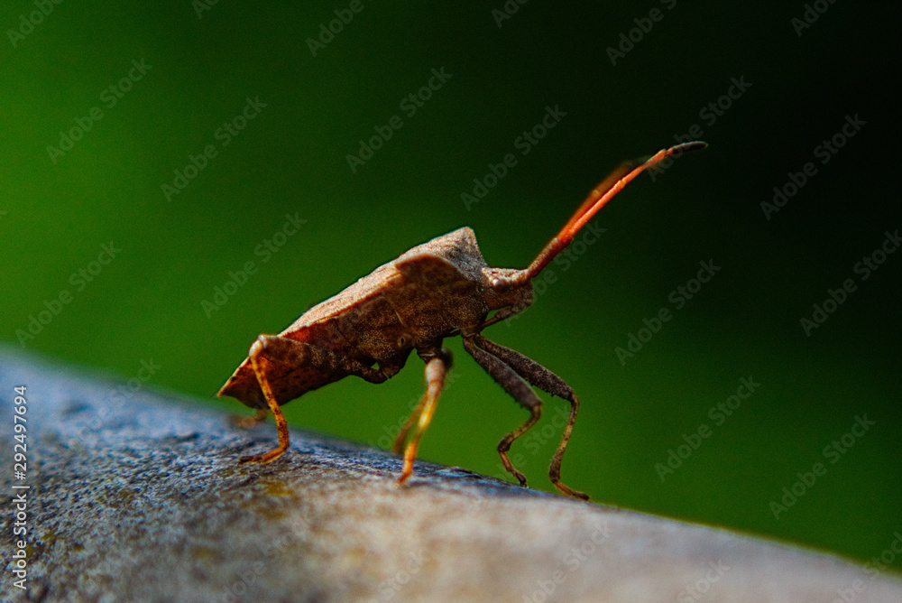 Fototapeta premium Wanze auf Ast