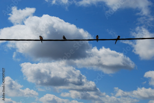 Pájaros sobre cable