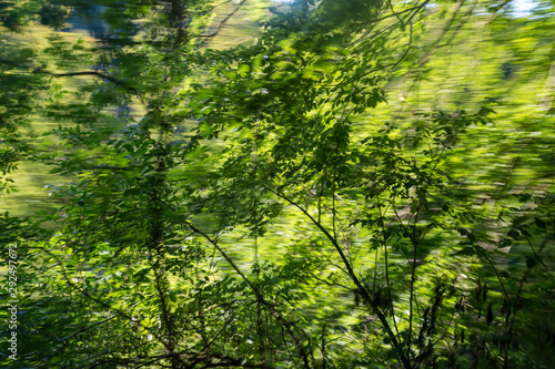 goind fast though the forest with lake photo