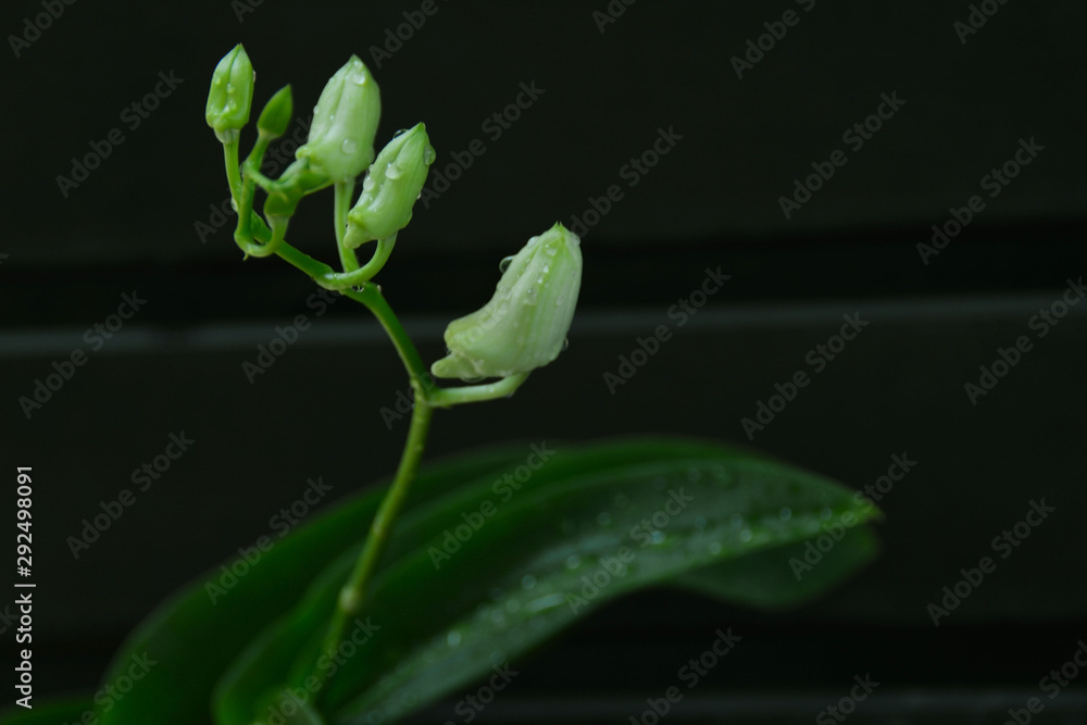 Naklejka premium green leaf with drops of water