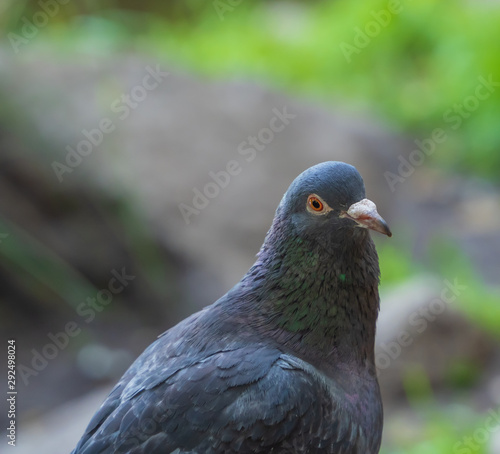 Curiously looking pigeon