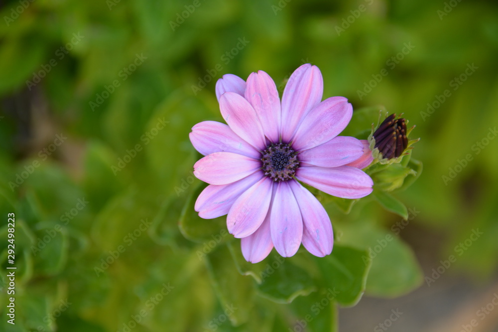 Fototapeta premium Margarita violeta