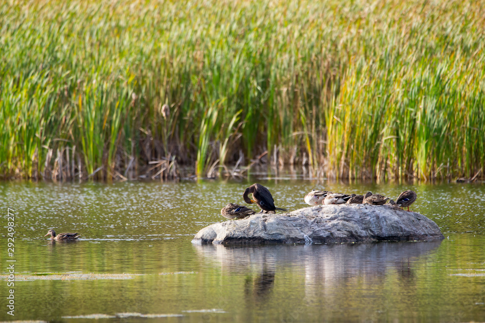 Side view of a great black cormorant standing on rock grooming with ducks during an early fall sunny afternoon at the Léon-Provancher marsh, Neuville, Quebec, Canada Side view of a great black cormorant standing on rock grooming with ducks during an early fall sunny afternoon at the Léon-Provancher marsh, Neuville, Quebec, Canada