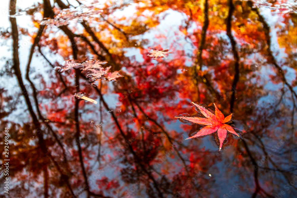 紅葉と水面　秋イメージ