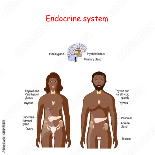 endocrine system. Physiology of a black male and female