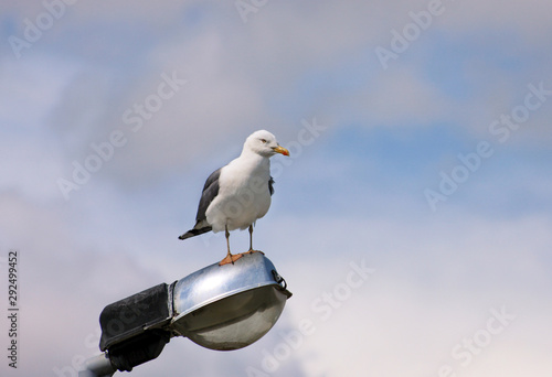 Portrait of single seagull. Seagull rest and pose front of camera  he stands on lighting pole cleaning his its feathers  spreading its wings and getting ready for flight. Beautiful sky in background.