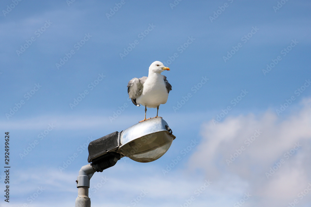 Obraz premium Portrait of single seagull. Seagull rest and pose front of camera, he stands on lighting pole cleaning his its feathers, spreading its wings and getting ready for flight. Beautiful sky in background.